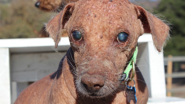 marleys mutts dog rescue marleys mutts dog rescue
